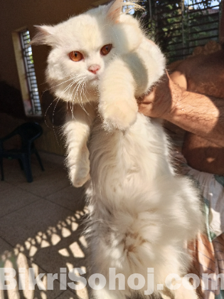 Pure long breed 3 coded Persian cat